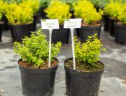 Peat-free trials